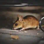 Fezes de Rato: Identifique, Como é e Como Eliminar