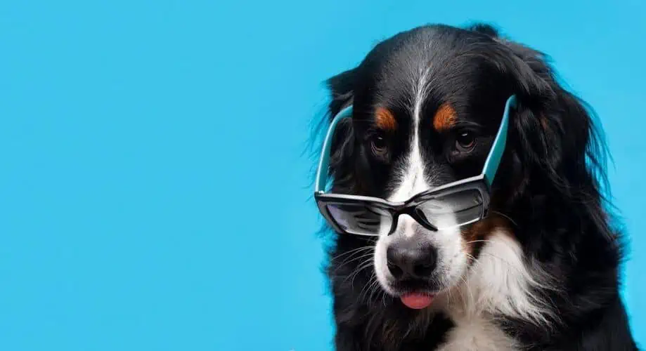 Controle de Pulgas, Sua Família e Pets Protegidos